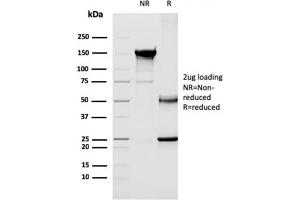SDS-PAGE Analysis Purified CD40 Ligand Mouse Monoclonal Antibody (CD40LG/2763). (CD40 Ligand anticorps  (AA 108-261))