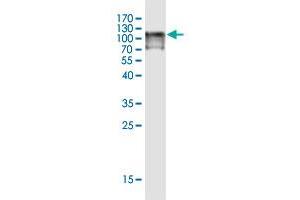 Western Blot detection against Immunogen (124.