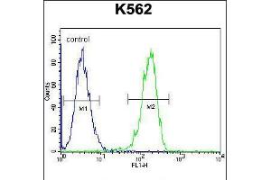 Flow cytometric analysis of K562 cells (right histogram) compared to a negative control cell (left histogram). (CPSF7 anticorps  (C-Term))