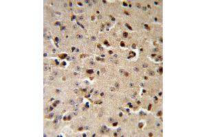 TPH2 Antibody IHC analysis in formalin fixed and paraffin embedded mouse brain followed by peroxidase conjugation of the secondary antibody and DAB staining. (Tryptophan Hydroxylase 2 anticorps  (AA 168-193))
