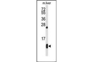 Western blot analysis of HBA2 Antibody (Center) in mouse liver tissue lysates (35ug/lane). (HBA1 anticorps  (Middle Region))