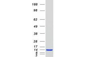 Validation with Western Blot