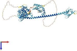 AlphaFold protein structure predicition of Mouse Recombinant Faf1 Protein, UniprotID P54731