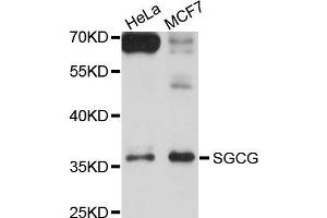 Western blot analysis of extracts of HeLa and MCF7 cells, using SGCG antibody. (SGCG anticorps)