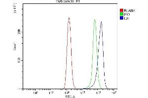 Flow Cytometry analysis of Raji cells using anti-Integrin Linked ILK antibody (ABIN7599411). (ILK anticorps  (AA 1-452))