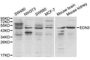 Western blot analysis of extracts of various cell lines, using EDN3 antibody. (Endothelin 3 anticorps)