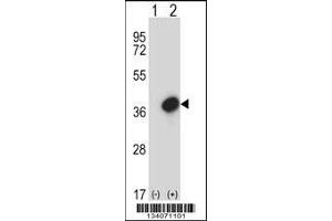 Western blot analysis of GTF2E2 using rabbit polyclonal GTF2E2 Antibody using 293 cell lysates (2 ug/lane) either nontransfected (Lane 1) or transiently transfected (Lane 2) with the GTF2E2 gene.