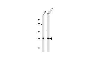 Western blot analysis in 293,MCF-7 cell line lysates (35ug/lane). (CA2 anticorps  (C-Term))