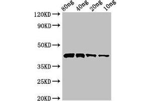 anti-Pectate Lyase 1 (AA 22-367) antibody