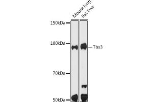 Western blot analysis of extracts of various cell lines, using Tbx3 antibody (ABIN7270699) at 1:500 dilution.