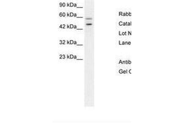 GC-Rich Promoter Binding Protein 1 (GPBP1) (AA 67-116) Antikörper