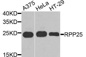 Western blot analysis of extracts of various cells, using RPP25 antibody. (RPP25 anticorps)