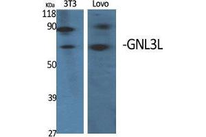 Western Blot (WB) analysis of specific cells using GNL3L Polyclonal Antibody. (GNL3L anticorps  (Internal Region))