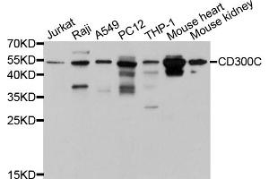 Western blot analysis of extracts of various cell lines, using CD300C antibody (ABIN5997396) at 1/1000 dilution. (CD300c anticorps)
