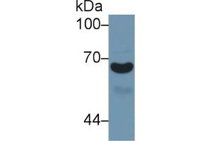 Western Blot; Sample: Human Urine; Primary Ab: 1µg/ml Rabbit Anti-Mouse a1BG Antibody Second Ab: 0. (A1BG anticorps  (AA 220-415))
