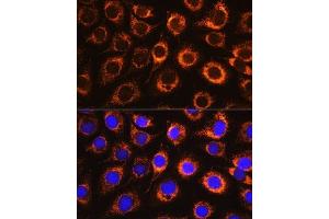 Immunofluorescence analysis of L929 cells using Monoamine Oxidase B (Monoamine Oxidase B (MAOB)) Rabbit pAb (ABIN3022151, ABIN3022152, ABIN3022153, ABIN1513172 and ABIN6218632) at dilution of 1:100.