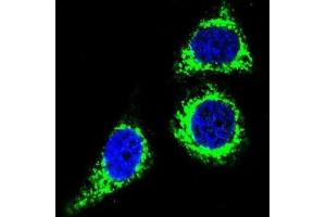 Immunofluorescence (IF) image for anti-B-Cell CLL/lymphoma 10 (BCL10) antibody (ABIN2995789)