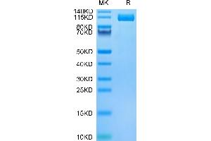 Biotinylated Human ENPP-3 on Tris-Bis PAGE under reduced condition.