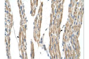 GPT antibody was used for immunohistochemistry at a concentration of 4-8 ug/ml. (ALT anticorps)