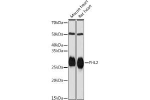 Western blot analysis of extracts of various cell lines, using FHL2 Rabbit mAb (ABIN7267254) at 1:1000 dilution.