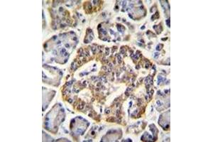 Immunohistochemistry analysis in formalin fixed and paraffin embedded human pancreas tissue reacted with NMDA Receptor 2A Antibody (C-term) followed by peroxidase conjugation of the secondary antibody and DAB staining. (NMDAR2A anticorps  (C-Term))