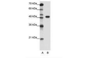 Image no. 1 for anti-Transcription Factor AP-2 alpha (Activating Enhancer Binding Protein 2 Alpha) (TFAP2A) (C-Term) antibody (ABIN202525) (TFAP2A anticorps  (C-Term))