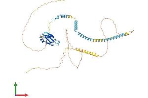 AlphaFold protein structure predicition of Human Recombinant UPF3A Protein, UniprotID Q9H1J1