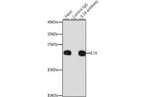 Immunoprecipitation analysis of 200 μg extracts of HeLa cells, using 3 μg IL18 antibody (ABIN3021464, ABIN3021465, ABIN3021466 and ABIN1513081). (IL-18 anticorps  (AA 37-193))