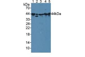 Western blot analysis of (1) Mouse Serum, (2) Human A549 Cells, (3) Mouse Spleen Tissue, (4) Mouse Heart Tissue and (5) Rat Heart Tissue. (PPID anticorps  (AA 9-189))
