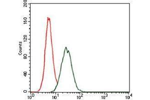 Flow cytometric analysis of HeLa cells using RAP1A mouse mAb (green) and negative control (red). (RAP1A anticorps)