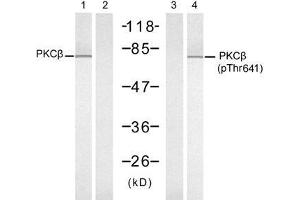 Western blot analysis of extracts from K562 cells, untreated or treated with PMA (1ng/ml, 10min), using PKCβ (Ab-641) antibody (E021184, Line 1 and 2) and PKCβ (Phospho-Thr641) antibody (E011172, Line 3 and 4).