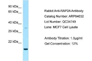Western Blotting (WB) image for anti-RAP2A, Member of RAS Oncogene Family (RAP2A) (C-Term) antibody (ABIN2789703) (RAP2A anticorps  (C-Term))