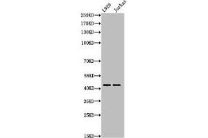 Western Blot analysis of L929Jurkat cells using Acetyl-E2F-4 (K96) Polyclonal Antibody (E2F4 anticorps  (acLys96))