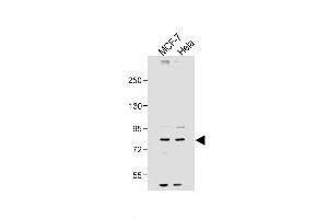 All lanes : Anti-SMURF1 Antibody (N-term) at 1:2000 dilution Lane 1: MCF-7 whole cell lysate Lane 2: Hela whole cell lysate Lysates/proteins at 20 μg per lane. (SMURF1 anticorps  (N-Term))