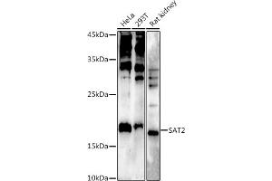 Western blot analysis of extracts of various cell lines, using  at 1:500 dilution. (SAT2 anticorps  (AA 1-170))