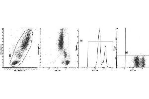 Image no. 1 for anti-Protein tyrosine Phosphatase, Receptor Type, C (PTPRC) antibody (ABIN1106386) (CD45 anticorps)