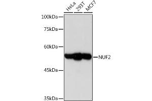 Western blot analysis of extracts of various cell lines, using NUF2 Rabbit mAb (ABIN7269072) at 1:1000 dilution. (NUF2 anticorps)
