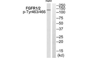 Western blot analysis of extracts from HepG2 cells using FGFR1/2 (Phospho-Tyr463/466) Antibody. (FGFR1/FGFR2 anticorps  (pTyr463, pTyr466))