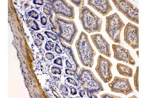 DR5 was detected in paraffin-embedded sections of mouse intestine tissues using rabbit anti- DR5 Antigen Affinity purified polyclonal antibody (Catalog # ) at 1 µg/mL.