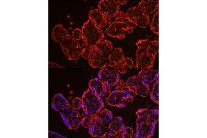 Immunofluorescence analysis of human placenta using CYP11 Rabbit pAb (6363) at dilution of 1:100 (40x lens). (CYP11A1 anticorps  (AA 40-320))