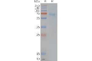 Human PT-Nanodisc, Flag Tag on SDS-PAGE