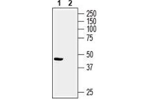 Western blot analysis of rat heart membrane:1.