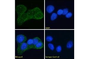Immunofluorescence staining of fixed MCF7 cells with anti-Insulin receptor alpha antibody Fab 83-7.