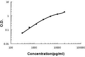 Sandwich ELISA - Recombinant human Cystatin C/CST3 protein standard curve. (CST3 anticorps  (AA 31-146))