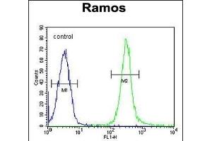 FA Antibody (N-term) (ABIN655330 and ABIN2844898) flow cytometric analysis of Ramos cells (right histogram) compared to a negative control cell (left histogram). (FAM133A anticorps  (N-Term))