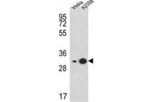 Western Blotting (WB) image for anti-Ribosomal Protein S3A (RPS3A) antibody (ABIN3002375) (RPS3A anticorps)