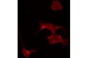 ABIN6267318 staining COS7 by IF/ICC.