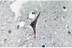 Immunohistochemistry (IHC) analyzes of NOS3 antibody in paraffin-embedded human brain tissue. (ENOS anticorps)
