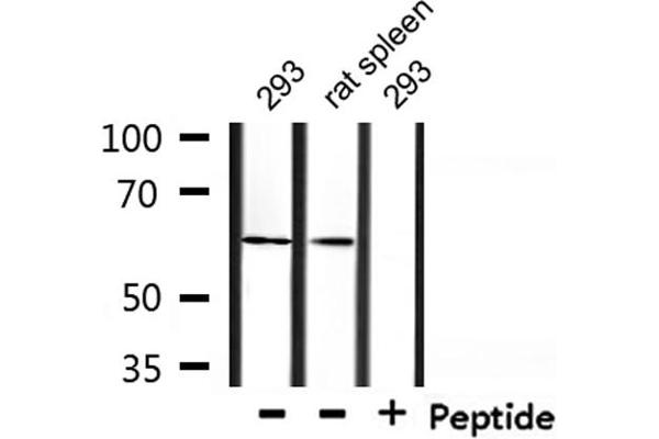 TAF15 anticorps  (Internal Region)