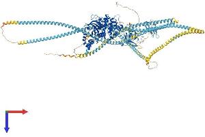 AlphaFold protein structure predicition of Human Recombinant ROCK2 Protein, UniprotID O75116